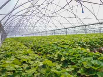 Topraksız Çilek Serası ARYA SERA SİSTEMLERİ