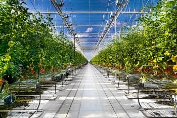 Topraksız Domates Serası ARYA SERA SİSTEMLERİ