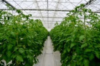 Topraksız Domates Serası ARYA SERA SİSTEMLERİ