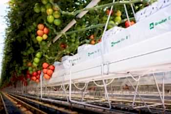 Topraksız Domates Serası ARYA SERA SİSTEMLERİ