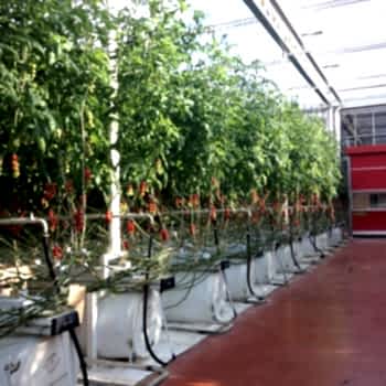 Topraksız Domates Serası ARYA SERA SİSTEMLERİ