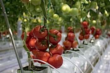 Topraksız Domates Serası ARYA SERA SİSTEMLERİ