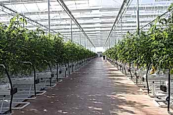 Topraksız Domates Serası ARYA SERA SİSTEMLERİ