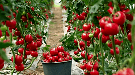 5 ARYA SERA SİSTEMLERİ