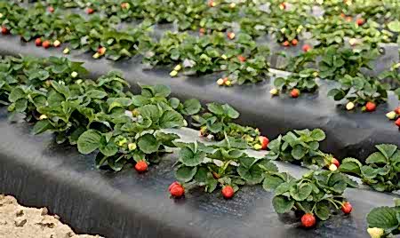 9 ARYA SERA SİSTEMLERİ